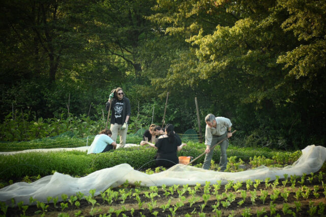 Das Bild zeigt Mitglieder der Die PARTEI-Klima-Fraktion bei der Arbeit in den Reihen mit Gemüse.