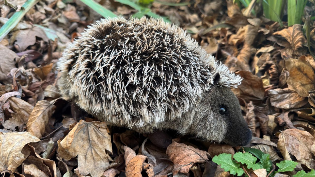 Mähroboter – Stillstand für den Igel